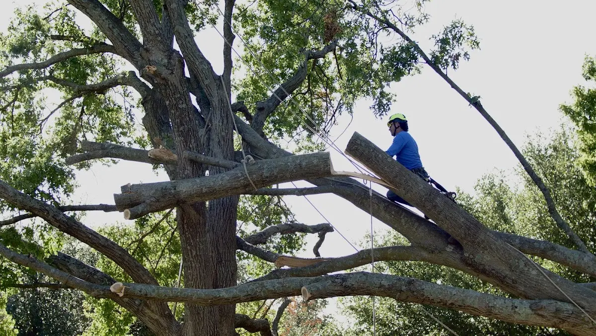 Professional Crown Thinning performed by certified arborists in Husum