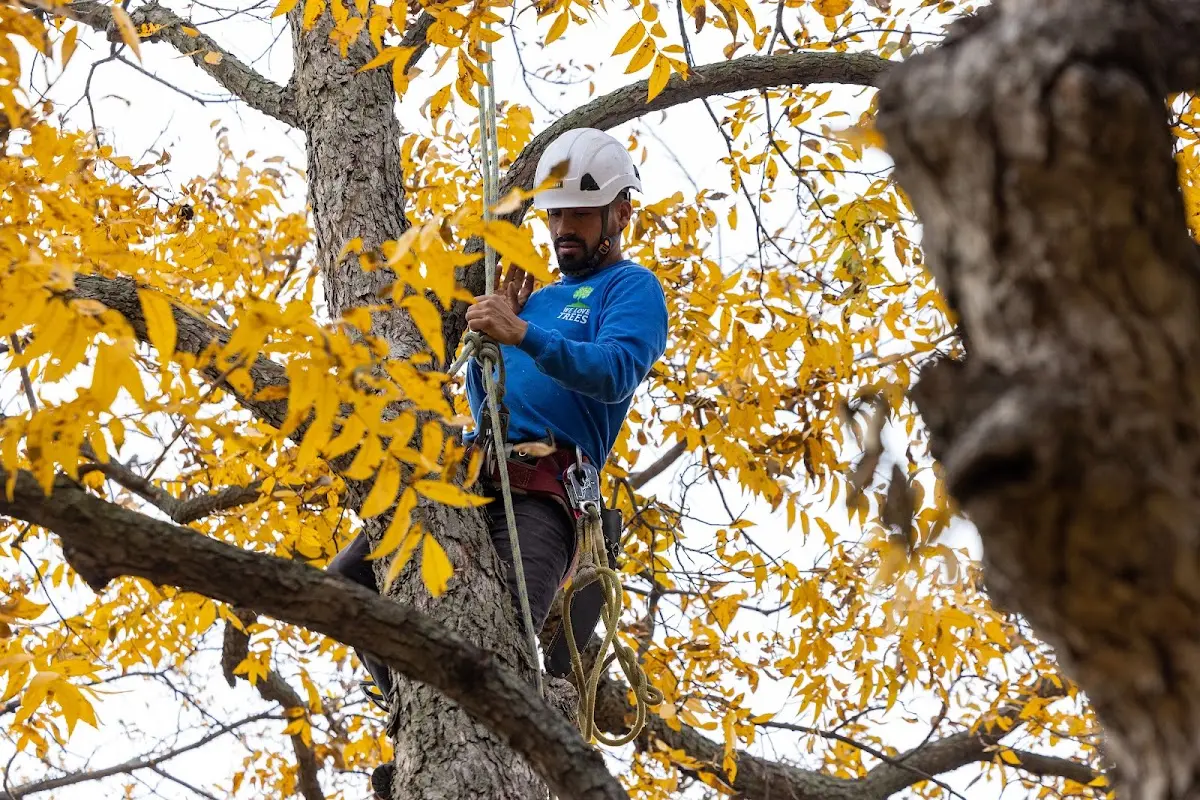 Skilled Tree Transplanting crew working in Husum