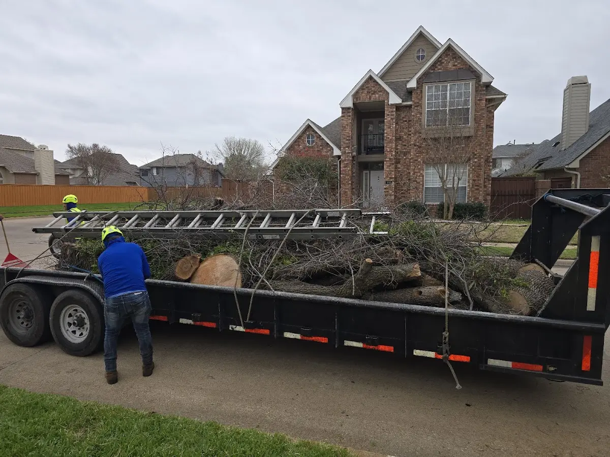 Expert Tree Removal with proper safety equipment in Husum
